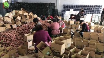 互聯(lián)網(wǎng)浪潮下的農產品爆款 臨安小香薯與電商銷售新格局